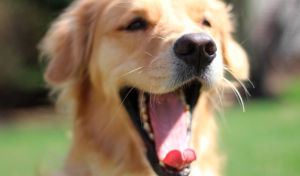 cachorro golden retriever