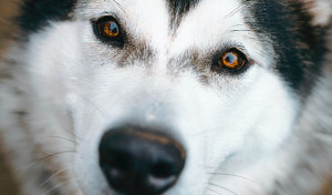 cachorro husky siberiano