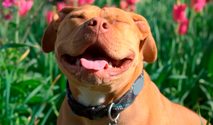 cachorro pitbull