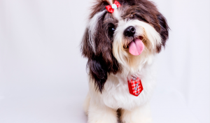 cachorro shih tzu