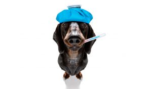 gripe canina
