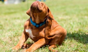 otite canina