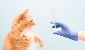 vacina para gatos