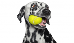 Enriquecimento ambiental para cachorro Vets