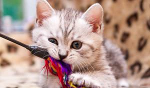 Enriquecimento ambiental para gatos