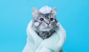Como dar banho em gato e cachorro em casa?