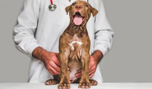 Cinomose canina