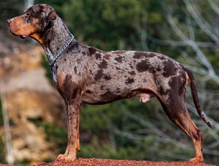 Catahoula Cur - Raças de cachorro mais raras do mundo