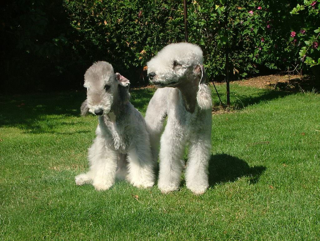 Bedlington Terrier - Raças de cachorro mais raras do mundo