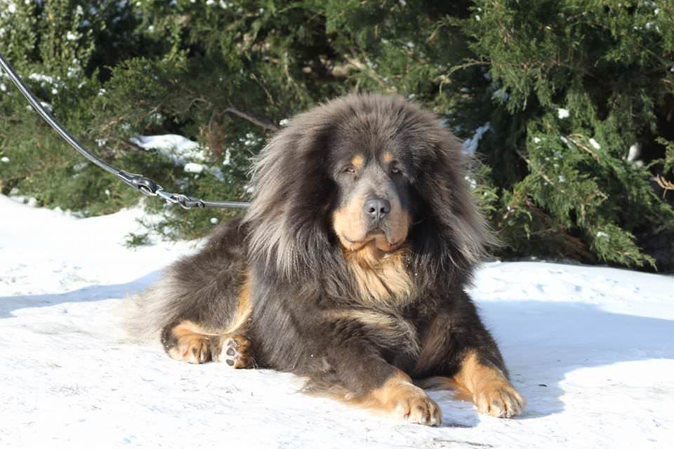 Mastim Tibetano - Raças de cachorro mais raras do mundo