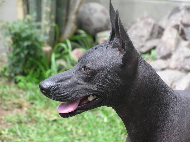 Cão Pelado Peruano - Raças de cachorro mais raras do mundo