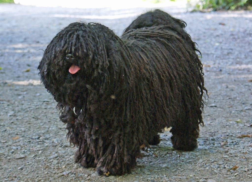 Puli - Raças de cachorro mais raras do mundo
