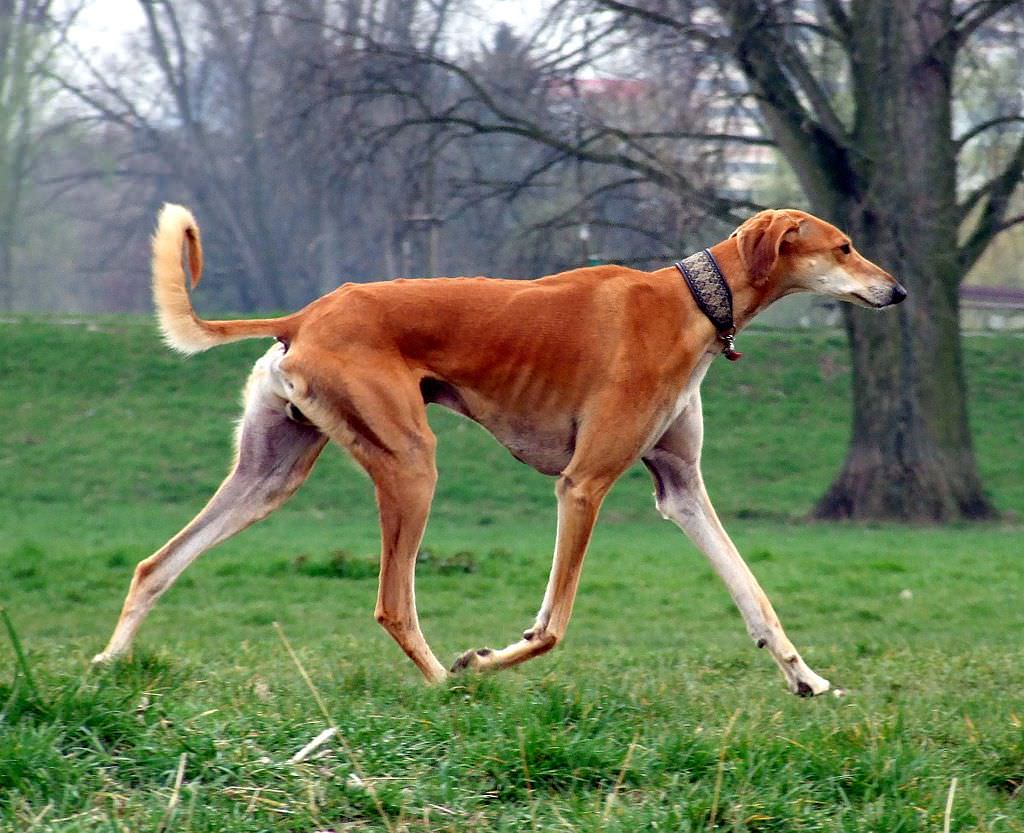 Saluki - Raças de cachorro mais raras do mundo