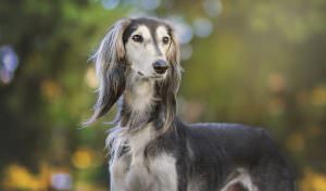 Raças de cachorro mais raras do mundo