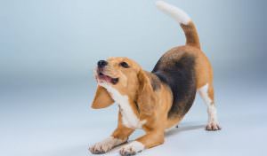Linguagem canina - vets