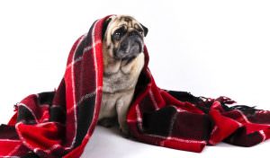 Dicas de cuidados para os pets no inverno