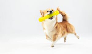Como adestrar cachorro filhote