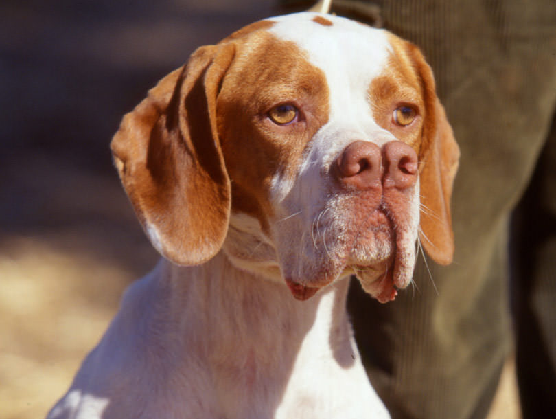 Pachon Navarro - Raças de cachorro mais raras do mundo