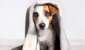 Gripe Canina