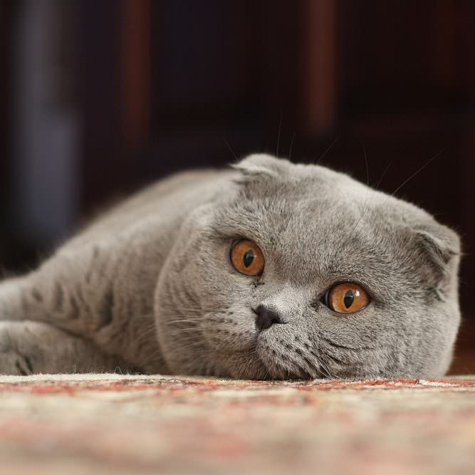 Raças de gato mais raras do mundo - Scottish Fold