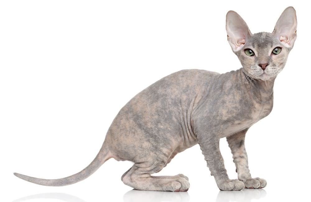 Raças de gato mais raras do mundo - Peterbald