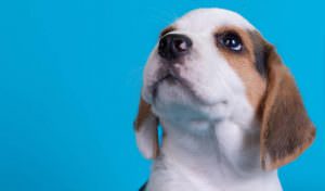 filhote de cachorro chorando