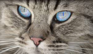 Raças de gato