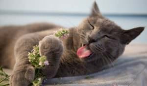 Catnip - Erva do gato