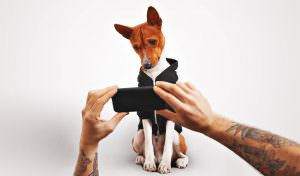 telemedicina veterinária