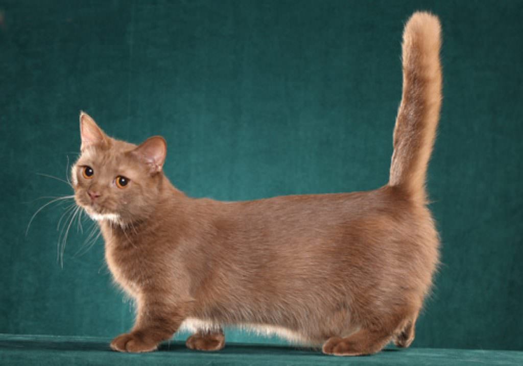 Raças de gato mais raras do mundo - Munchkin