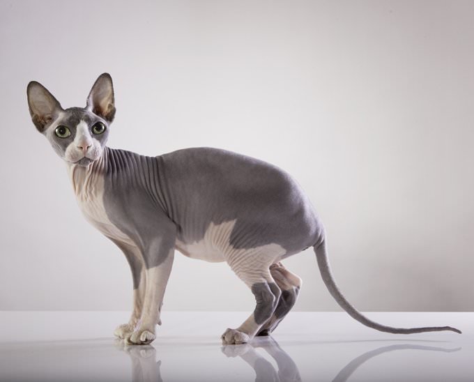 Raças de gato mais raras do mundo - Sphynx