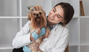Veterinário a domicílio
