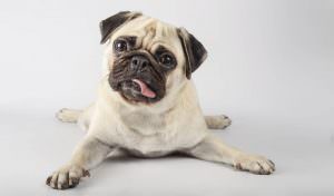 Vermífugo para cães