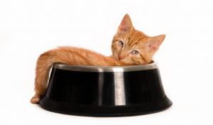 Sachê para gatos