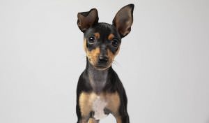 Parvovirose canina