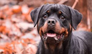 Rottweiler