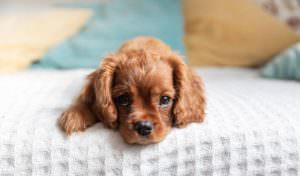 Cachorro para apartamento