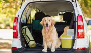 Como viajar com cachorro?