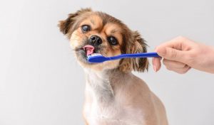 Como escovar os dentes do cachorro