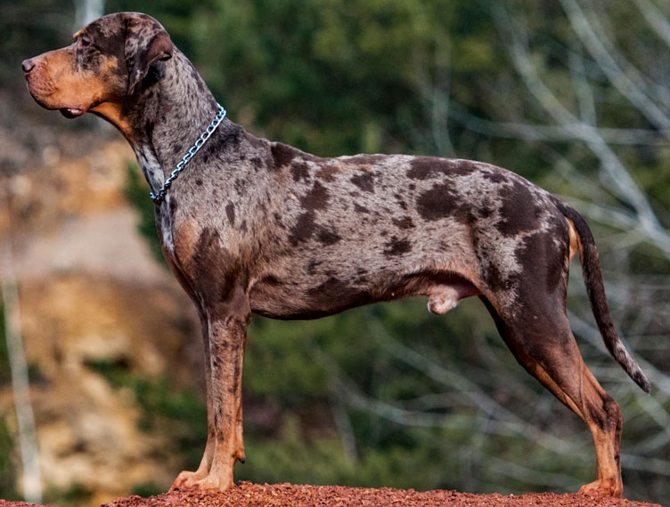 Catahoula Cur - Raças de cachorro mais raras do mundo