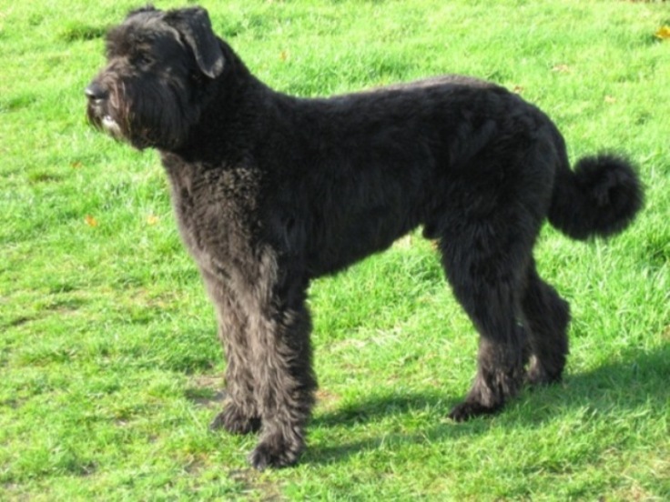 Boiadeiro dos Flandres - Raças de cachorro mais raras do mundo