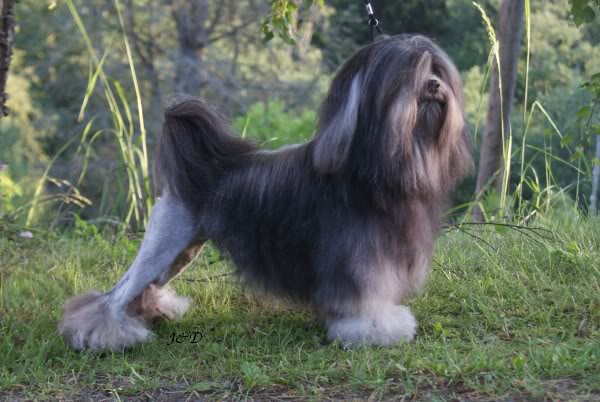 Löwchen - Raças de cachorro mais raras do mundo