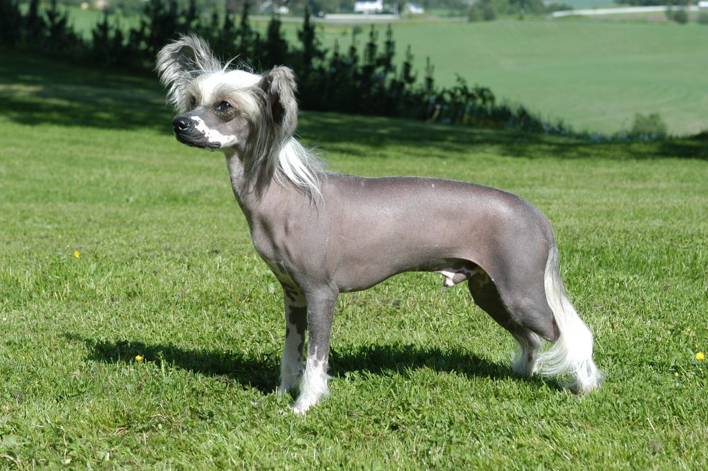 Cão de Crista Chinês - Raças de cachorro mais raras do mundo