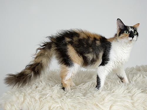 Raças de gato mais raras do mundo - LaPerm