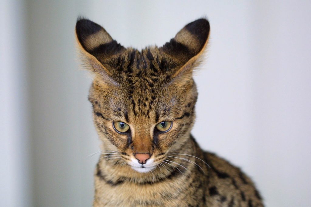 Raças de gato mais raras do mundo - Savannah