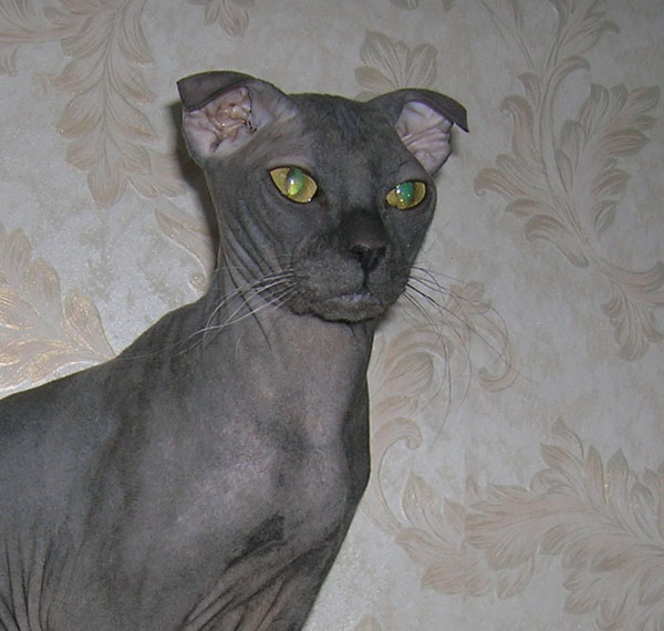 Raças de gato mais raras do mundo - Levkoy Ucraniano