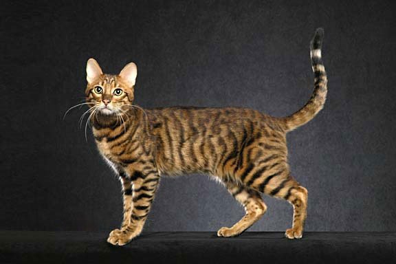 Raças de gato mais raras do mundo - Serengeti