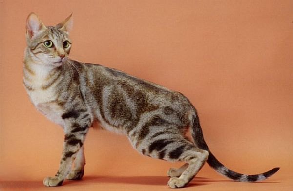 Raças de gato mais raras do mundo - Sokoke