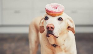 Obesidade em cães e gatos