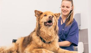 Vacinas para cachorro